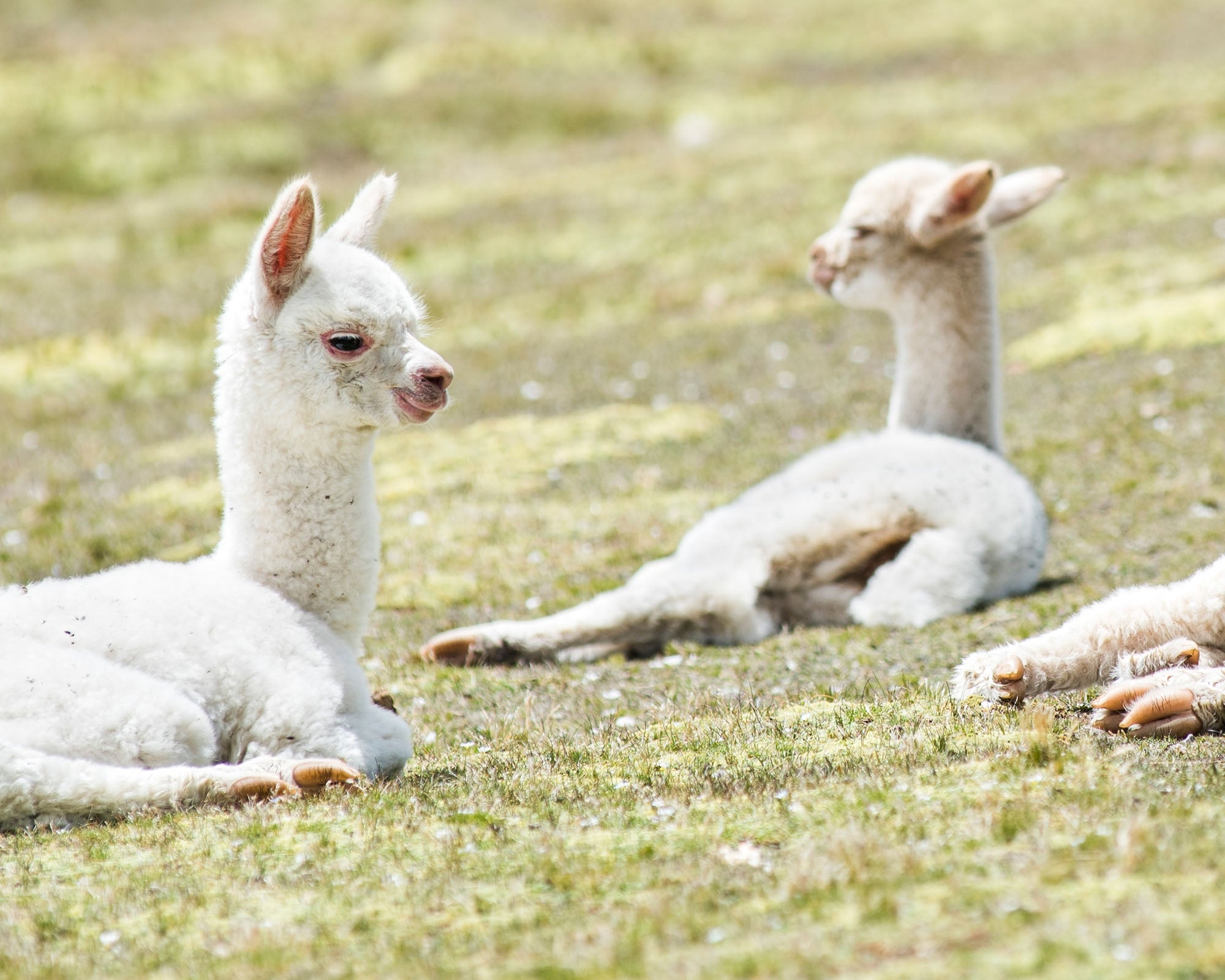 Baby Alpaca – ELVANG JAPAN 【elvang】アルパカテディ ベージュ